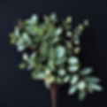 dark background, with large mixed greenery containing_ eucalyptus, silver dollar eucalyptu