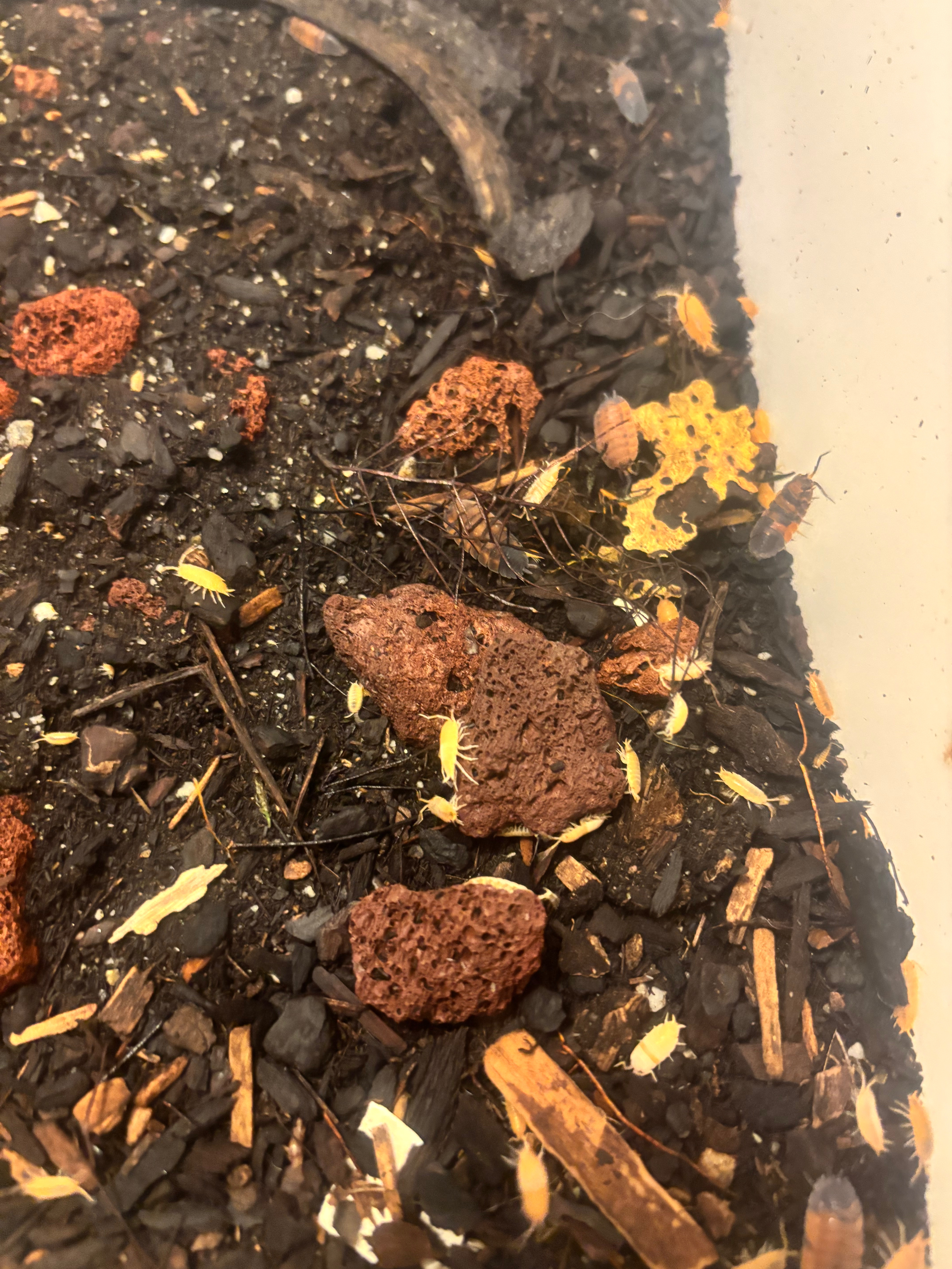 Porcellionides Pruinosus “Powder Orange” Isopods