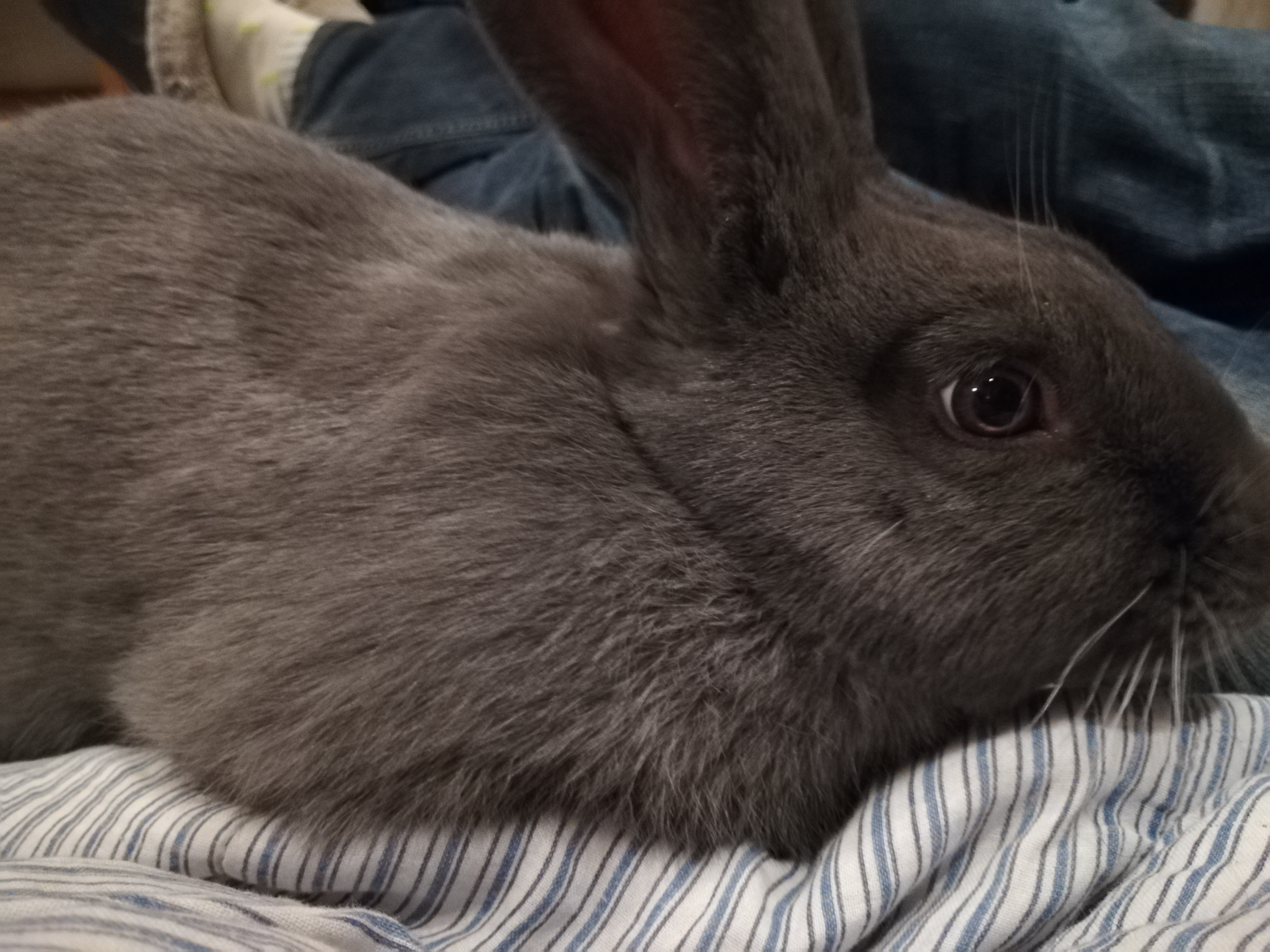 Elvis