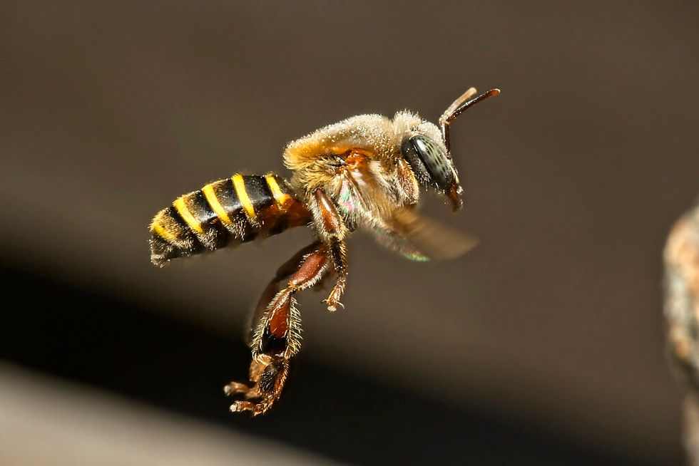 melipona-beecheii-1024x683.jpg