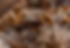 Bee Friendly (73 de 92).jpg