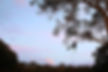 Chris-wright-tree-cutting-margaret-river-tree-pruning-dunsborough-tree-services-busselton-