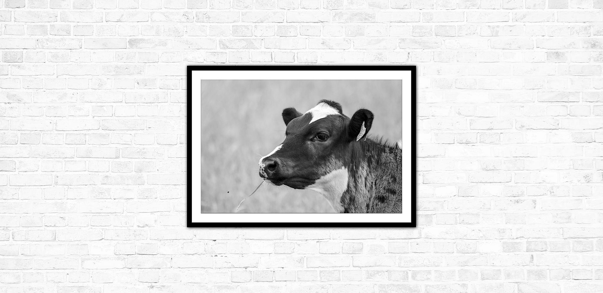 L’impression de vache Showman