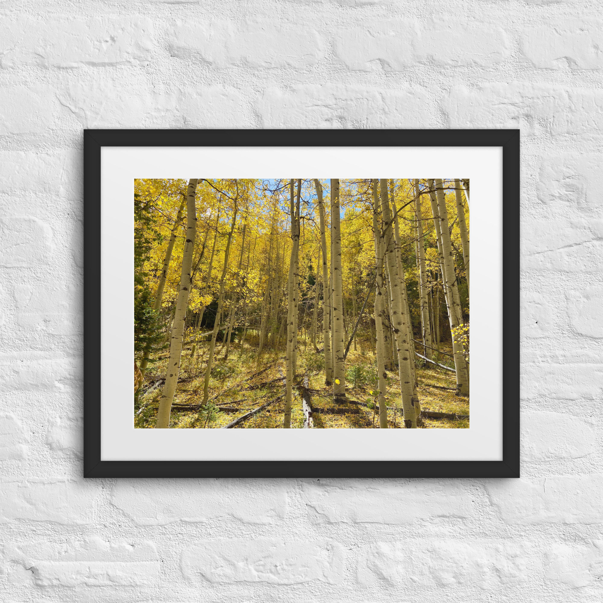 Golden Aspen Forest