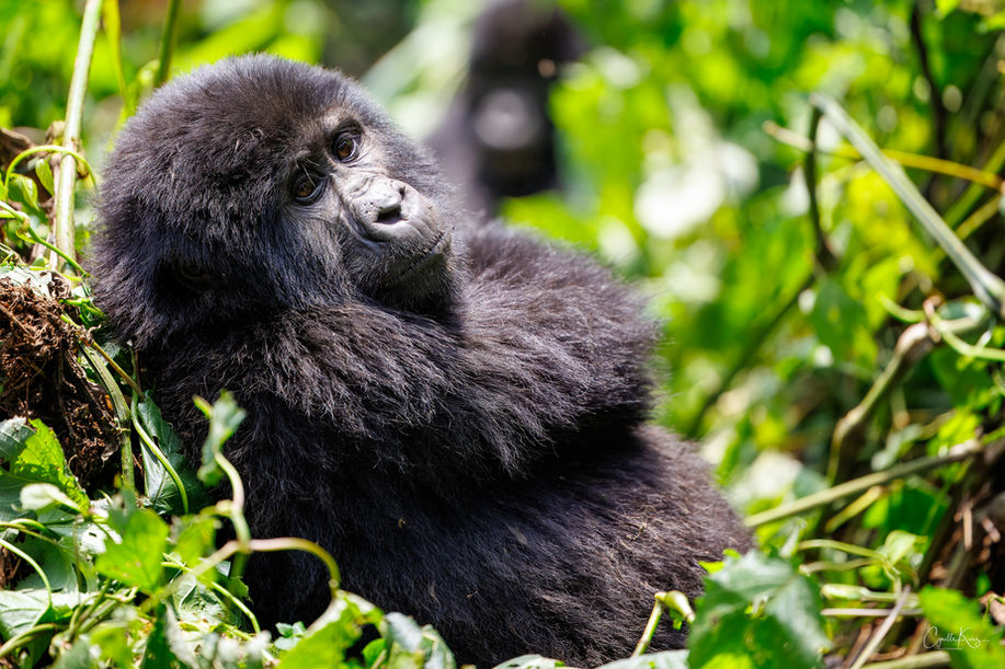 Cyrille Kurz, Photography, Wildlife, Nature, Animals