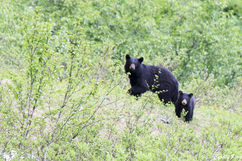 Black Bear, Alaska