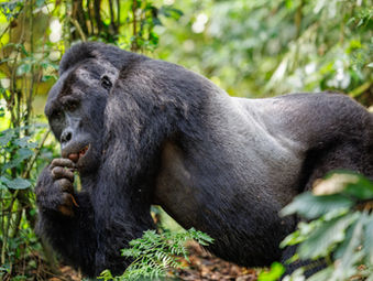 Uganda Wildlife