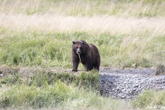 Brown Bear, Alaska, Wildlife, Cyrille Kurz