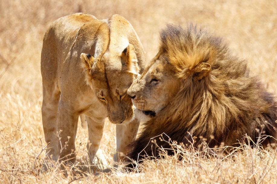 Cyrille Kurz, Photography, Wildlife, Nature, Animals