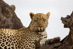 Leopard