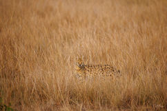 Uganda, Wildlife, Nature, Photography,