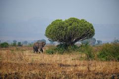 Uganda, Wildlife, Nature, Photography,