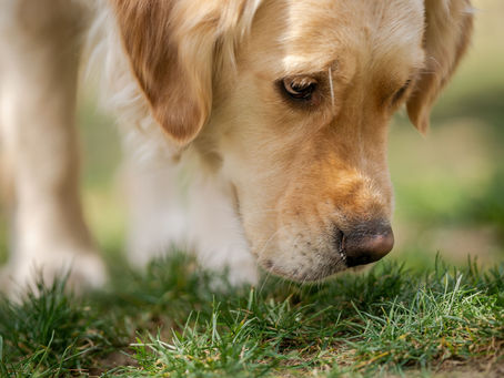 Dog Daycare Austin: Why Sniffing Can Be Just as Important as Running