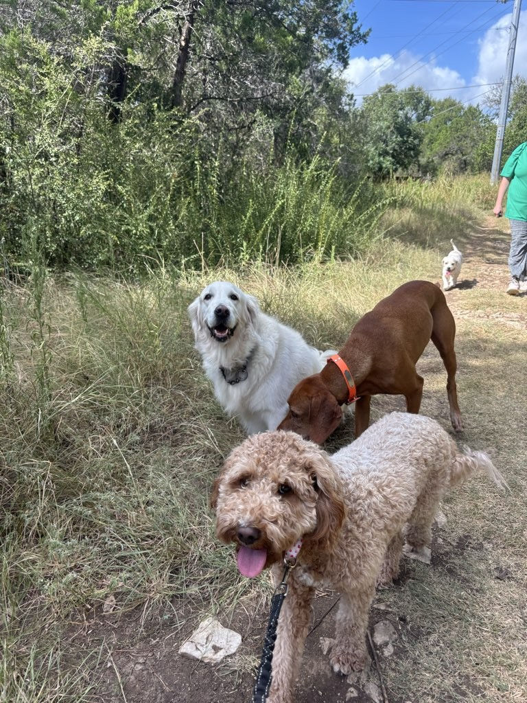 Off Leash Dog Daycare Austin for Circle C dogs