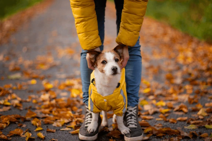 small dog wearing yellow jacket during cold weather walk in Austin Texas