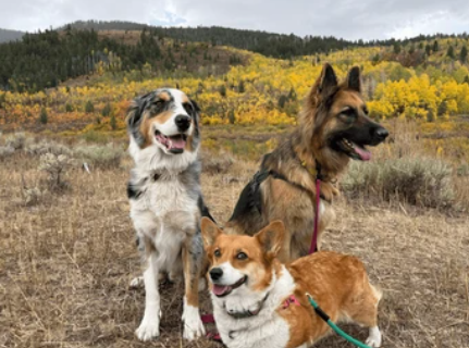 happy dogs participating in dog daycare Austin adventure hike
