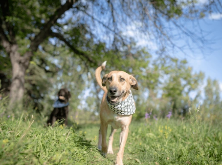 dog walking safely off hot pavement in Austin Texas summer