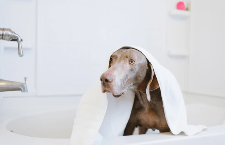 how to bathe a dog at home in Austin Texas calm dog bath routine