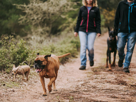 dogs hiking during adventure dog daycare in Austin Texas