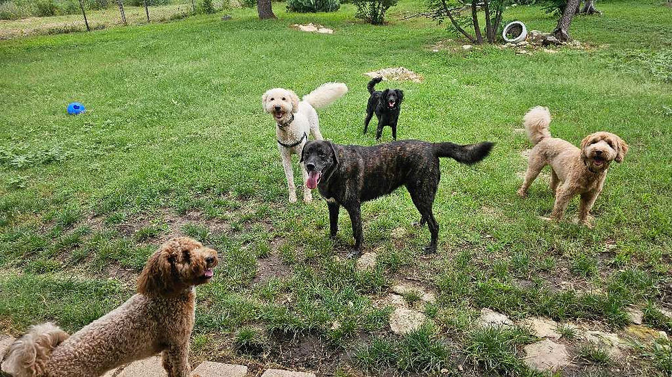 Confident dog enjoying Off Leash Dog Daycare Austin during a supervised outdoor adventure