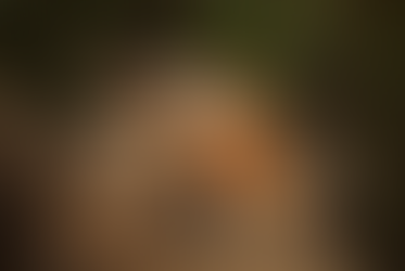 dog-friendly hikes Austin Texas dogs hiking trail pack adventure outdoor