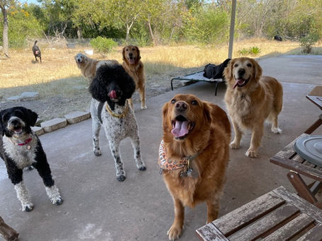 ctive dog enjoying dog daycare in Austin Texas