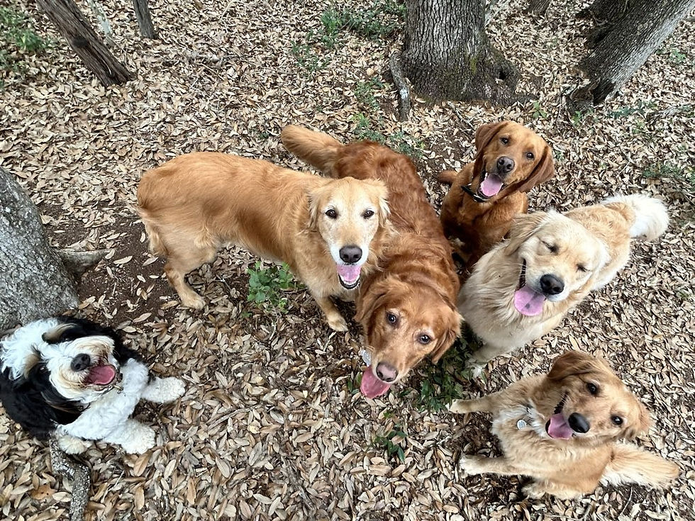 Dogs of different breeds enjoying Off Leash Dog Daycare in Austin during a supervised outdoor adventure