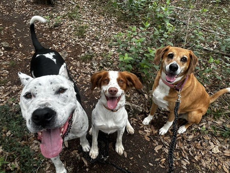 Dog Daycare Austin dogs enjoying an outdoor adventure