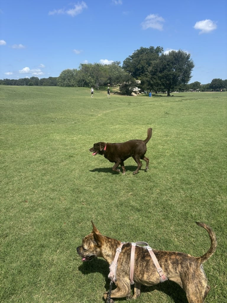 Dogs arriving for an Adventure Dog Daycare Austin outdoor experience