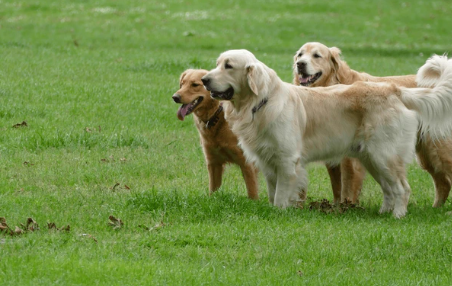 Dog daycare dogs playing outdoors in Austin Texas