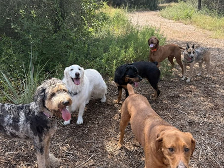 Dogs enjoying Off Leash Dog Daycare Austin outdoor adventures
