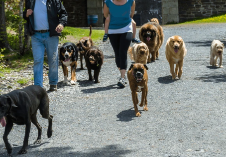 dog-friendly places in Austin TX with dogs walking along Lady Bird Lake trail