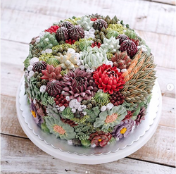 ivenoven pickacake.in 2