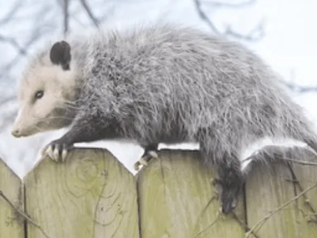 Possum Removal Adelaide