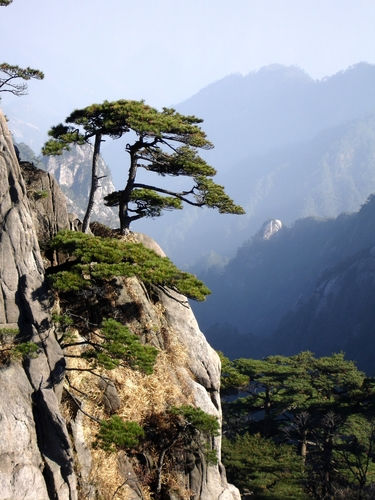 Thumbnail: Vietnamese Pine Resin - Pinus latteri