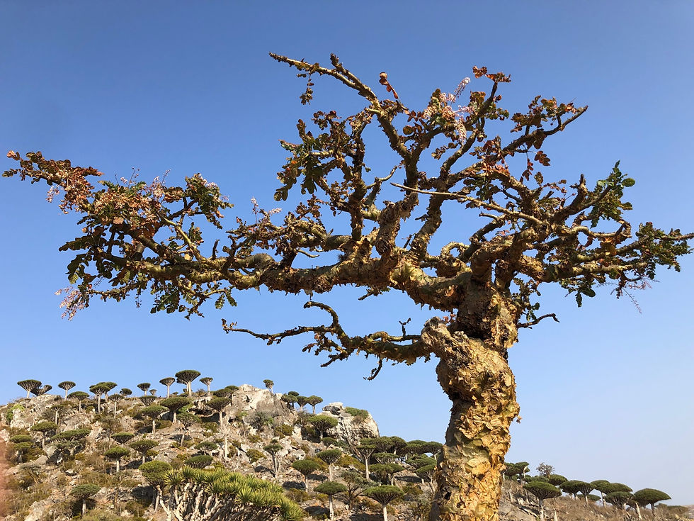 Foret-de-Dragonniers-et-Boswellias-2-scaled.jpg