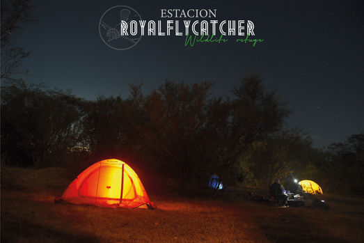 estacion. royalflycatcher copia.jpeg