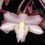 Thumbnail: Dendrobium cumulatum