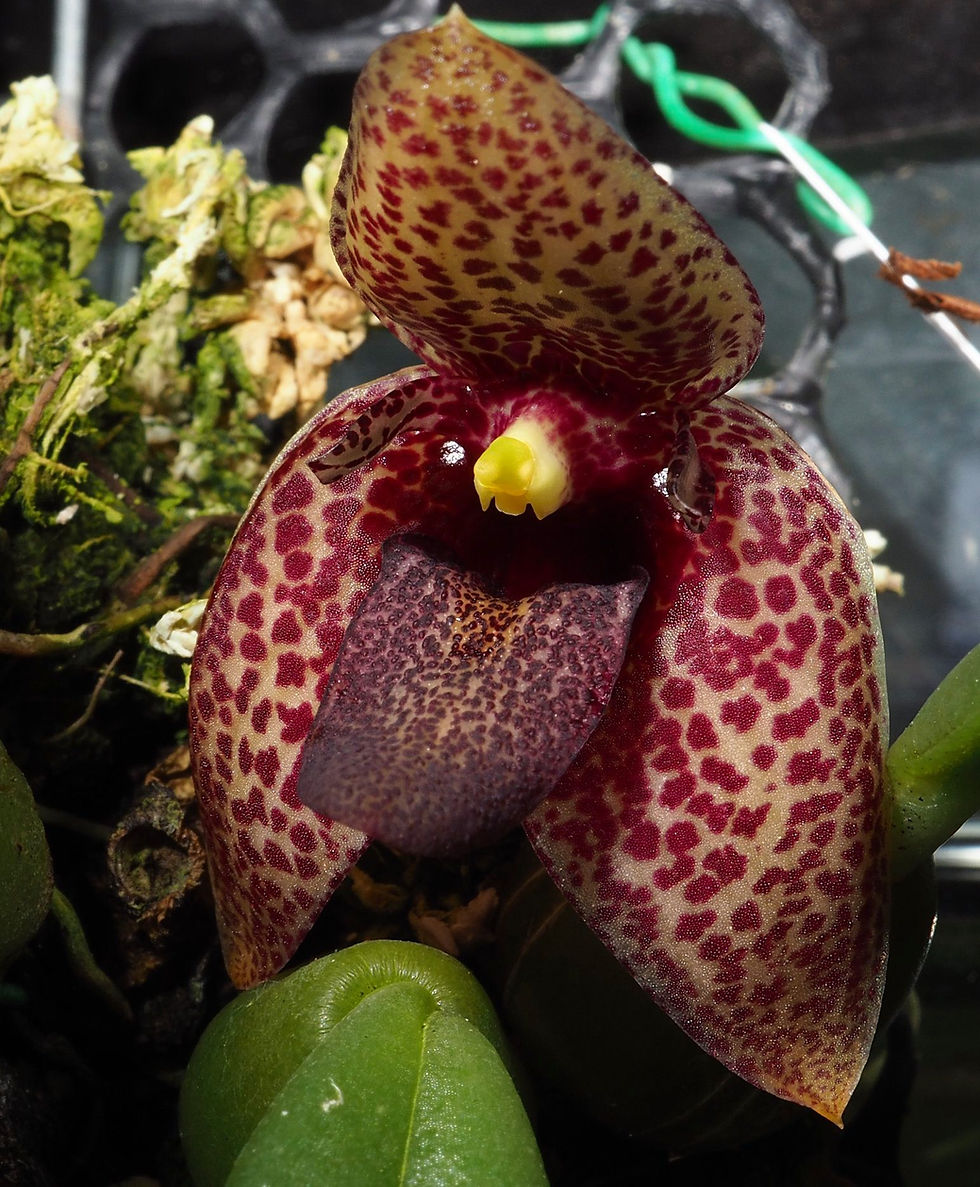 Thumbnail: Bulbophyllum disciflorum