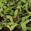 Thumbnail: Dendrobium AU77
