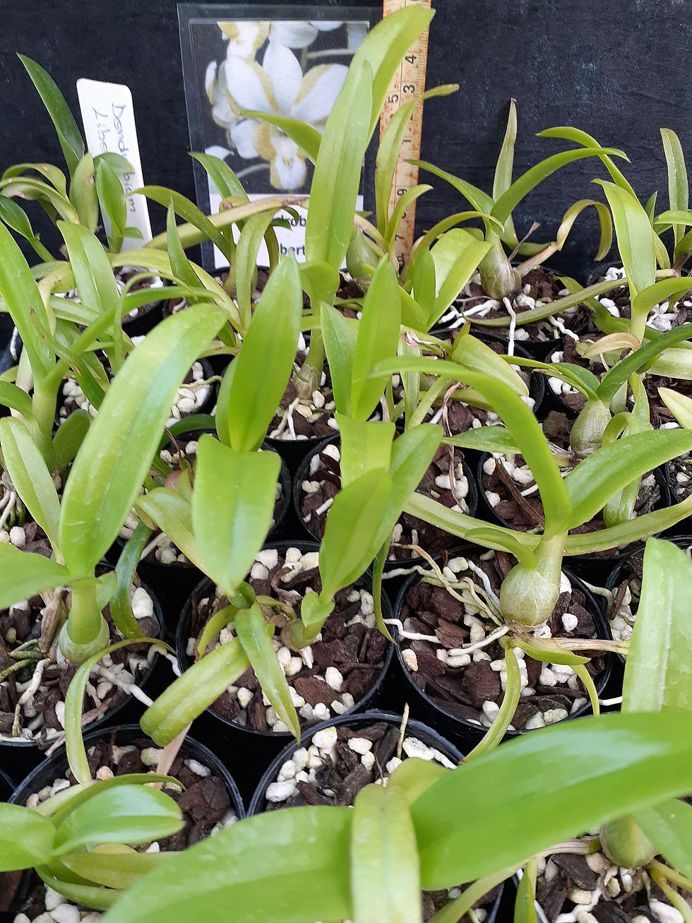 Thumbnail: Dendrobium Liberty