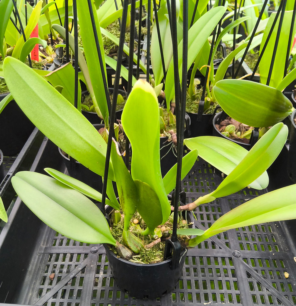 Thumbnail: Bulbophyllum longiflorum "Red Form"