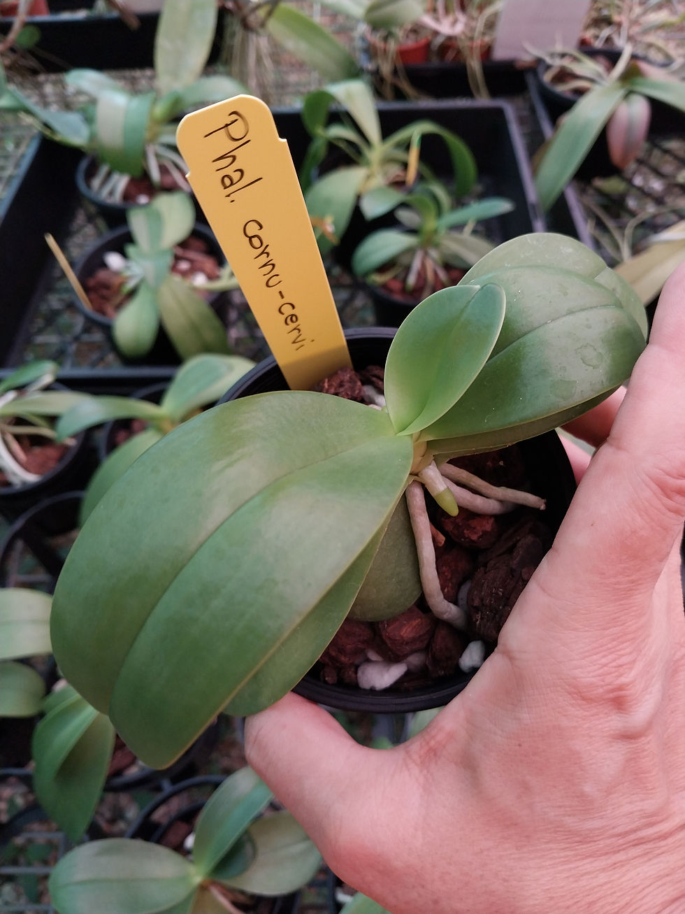 Thumbnail: Phalaenopsis cornu-cervi