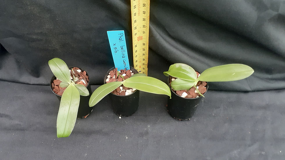 Thumbnail: Phalaenopsis bellina coerulea x sib.