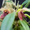 Thumbnail: Bulbophyllum disciflorum