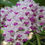 Thumbnail: Rhynchostylis gigantea spotted 