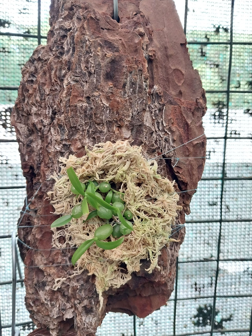 Thumbnail: Bubophyllum physometrum
