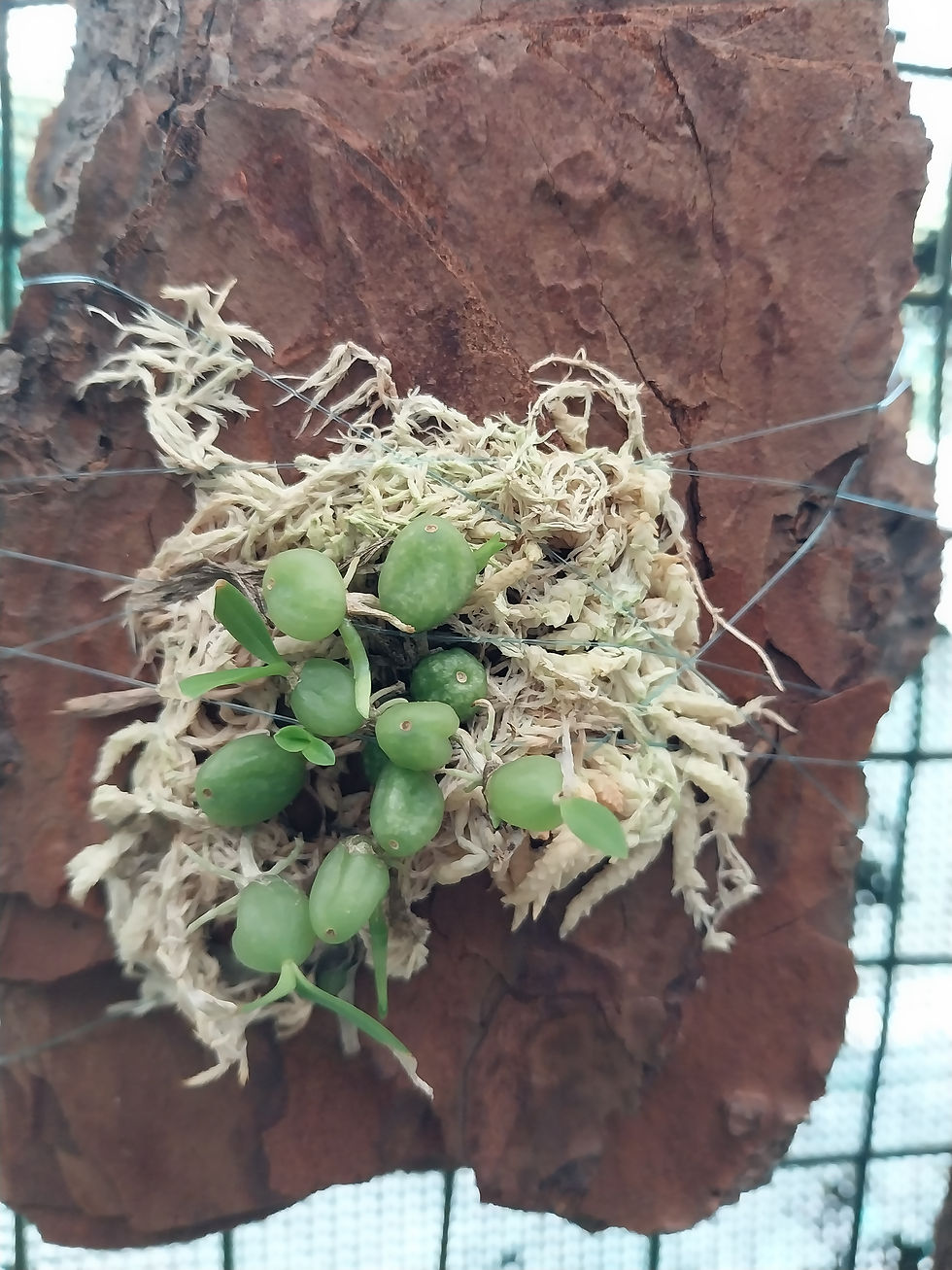 Thumbnail: Bubophyllum physometrum
