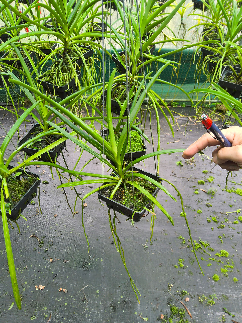 Thumbnail: Vanda Vantui Blue