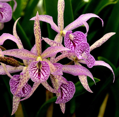 Brassanthe Maikai | Orchid’s Scent